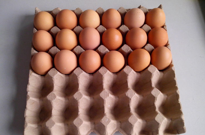 egg trays